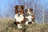 BERGER AUSTRALIEN - ADULT & PUPPY 038
